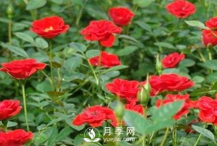 小月季花的养殖方法及图片 小月季花怎么养(图1)