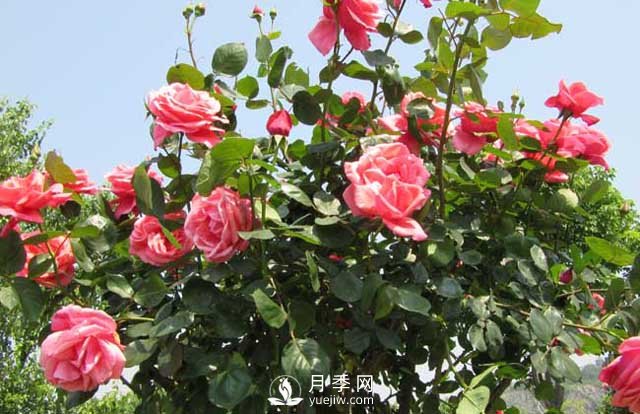 月季花的种植方法 月季花怎么养护(图1)