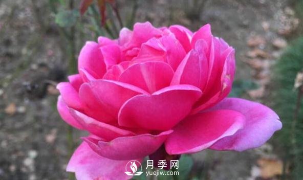 月季花如何舒蕾？(图1)