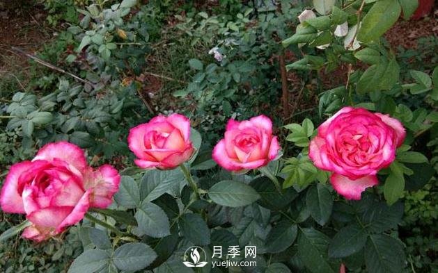 盆栽月季花，应该如何养殖呢(图1)