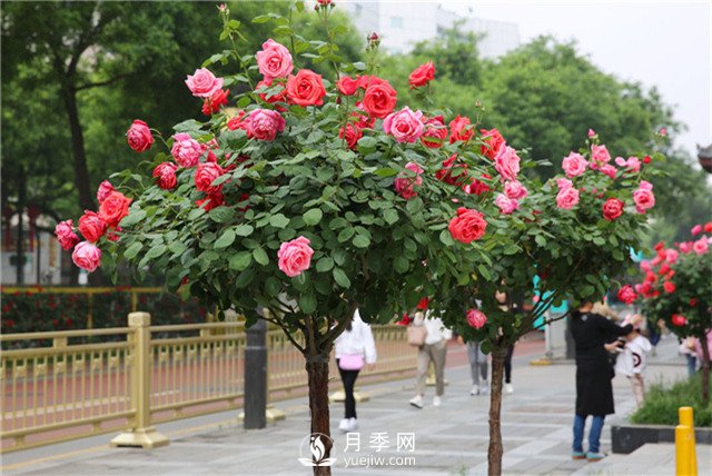 春季给月季花做好4项管理(图1)