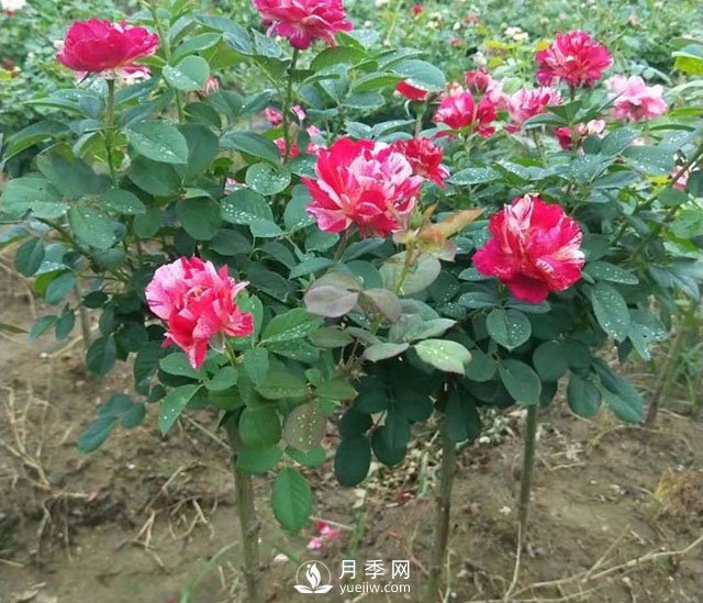 如何让月季树上花开三色？(图1)