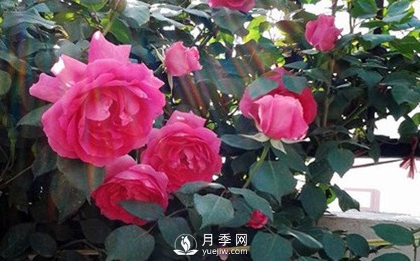 月季花几月份栽培适宜？(图1)