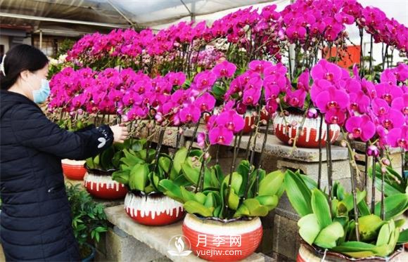 江苏如皋：花卉市场积极备货 鲜花烂漫俏迎春(图3)