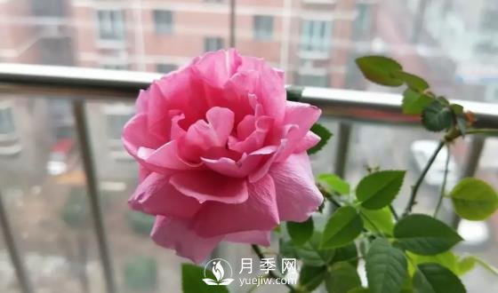 一年开三季的月季花，装扮我的阳台(图3)