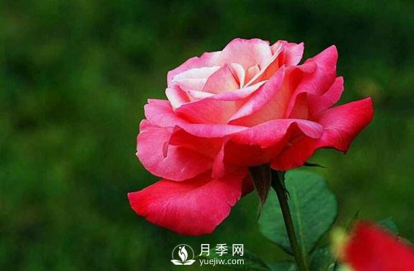 月季花怎么养可以月月爆盆？(图1)