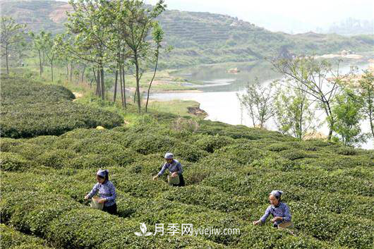 南阳桐柏：科技助力茶乡再添茶香(图1)