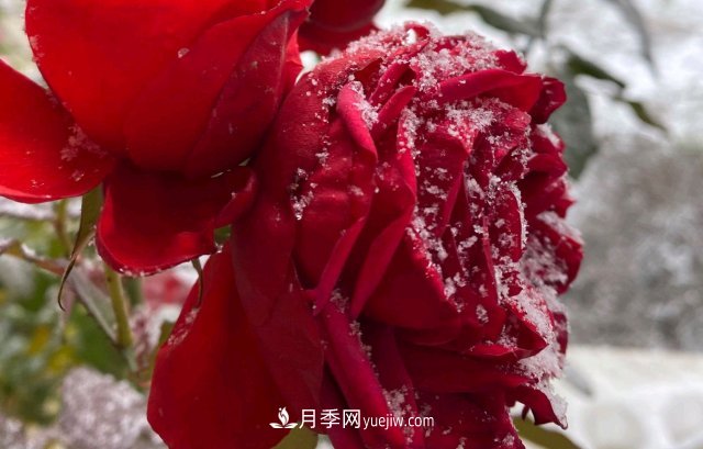 冬季的月季，花瓣铺满雪，似白糖，舔一口甜蜜蜜(图3)