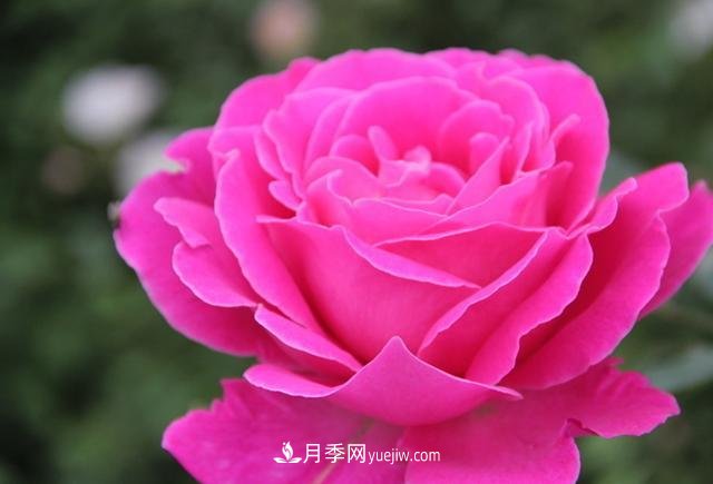 月季花养好了季季开花，花量可喜长得好看，有院子一定养几株(图3)