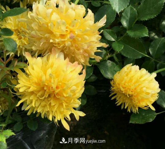 ***像菊花的月季——烟花波浪月季(图2)