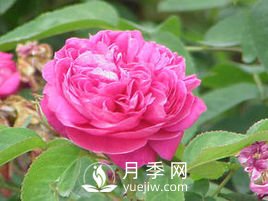 月季、蔷薇开花还“结果”，微型月季盆栽放阳台，1年开花300天(图3)