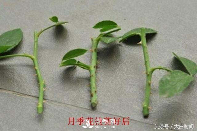 月季花扦插种植就是简单，明年满盆开花就靠它了(图3)