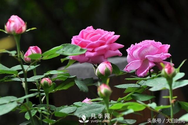 月季花扦插种植就是简单，明年满盆开花就靠它了(图1)