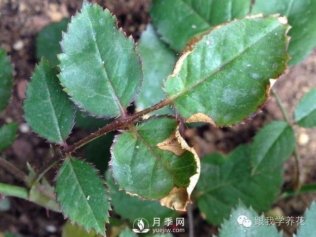 月季花的种植方法和日常养护管理(图4)