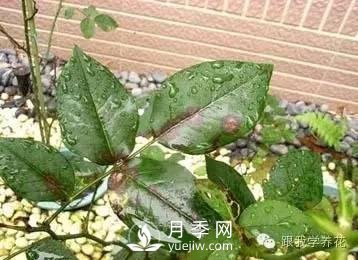 月季花的种植方法和日常养护管理(图2)