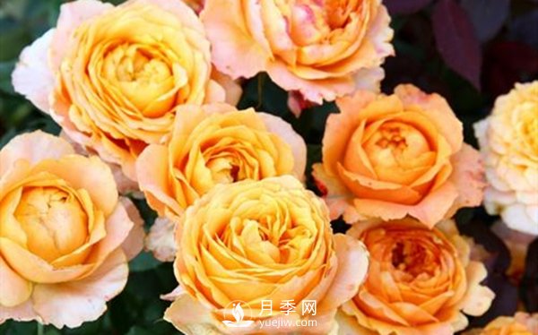 要想盆栽月季花养得好，做好这5点很实用(图2)