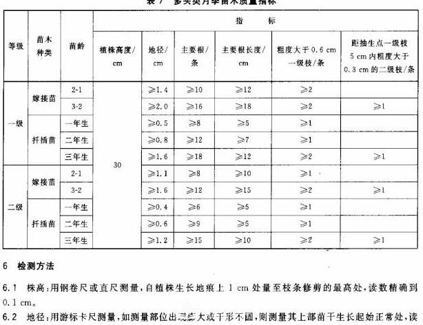 月季苗的质量行业标准(图3)