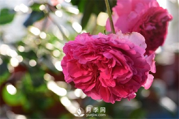 月季花为什么越来越小？(图1)