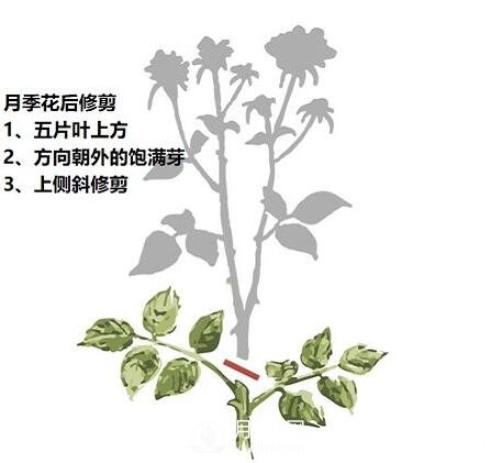 盛花期后，必须要对月季做的两件事！(图1)