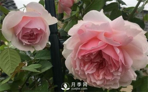 养月季花前你应该先了解这3件事！(图1)