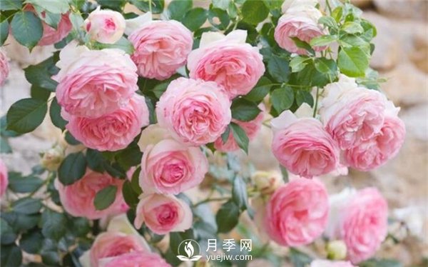 春天月季花常见病虫害(图1)