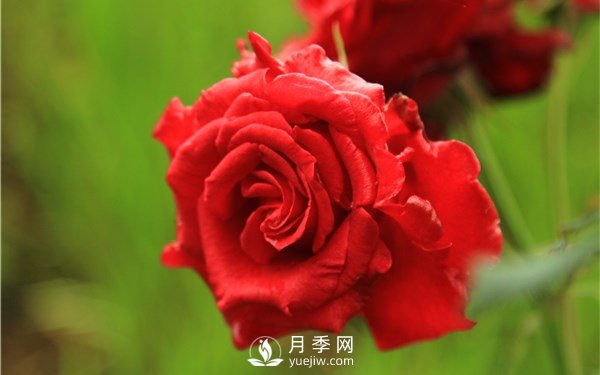 月季花怎么栽种更好，养护时应注意什么？(图2)