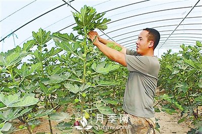 石嘴山惠农：无花果的“甜蜜事业”(图1)