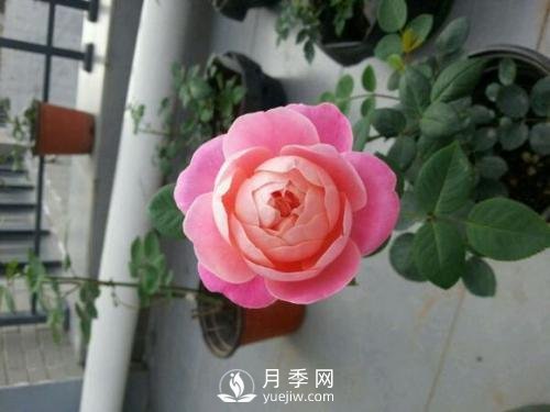 梦之光环月季，颜值高花瓣一层层，太美了(图1)