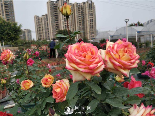 影响月季花嫁接成活率的因素有哪些大家知道吗？(图1)