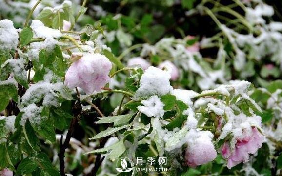 立春了，注意防护苗木倒春寒(图1)