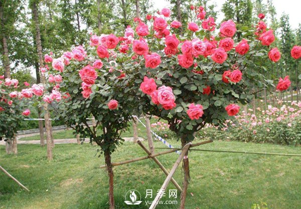 焦作月季园的管理：除芽留芽(图1)