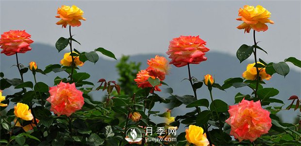 月季花叶子发黄的原因(图1)