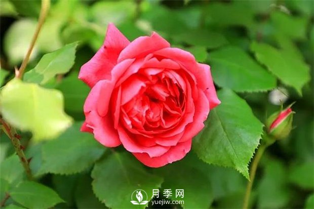 南阳月季花是什么季节开的？(图1)