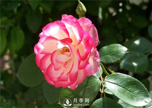 让月季接连开花的方法有哪些？(图1)