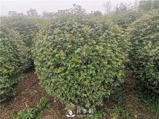 月季网告诉你南北方月季种植有什么注意点？(图1)