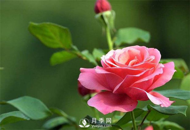 盆花月季批发 花开四季醉美(图1)