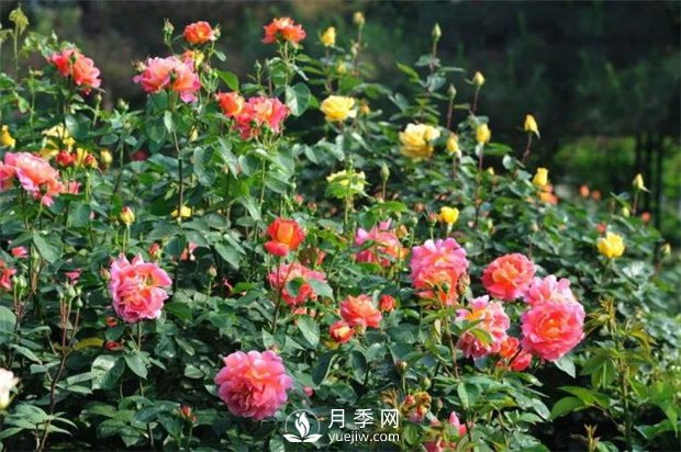 盆栽月季花的养殖方法(图1)