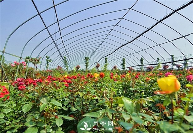 南阳盆栽月季花栽培需要什么样的精心维护(图1)