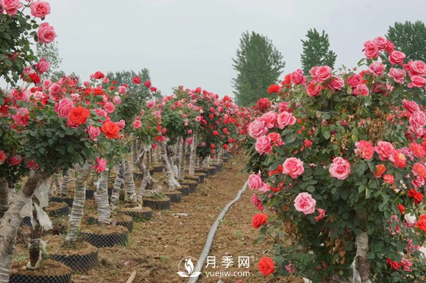 盆花月季批发厂家：月季花的功效与作用(图1)