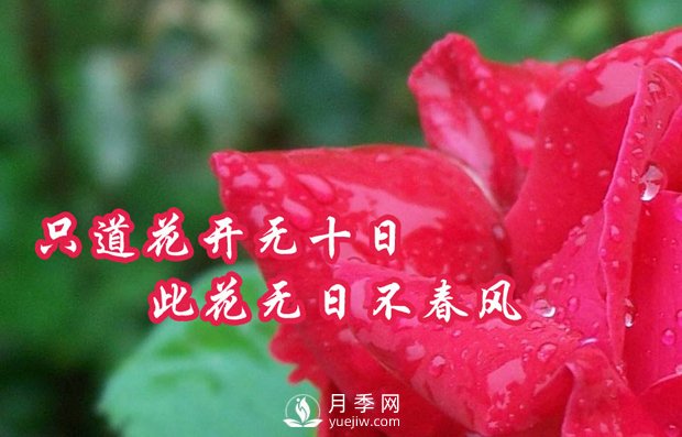 南阳树状月季怎么培育 月季花的三大作用(图1)