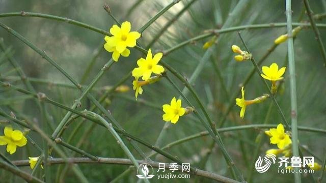 新春伊始花木萌动 齐鲁春色美不胜收(图2)