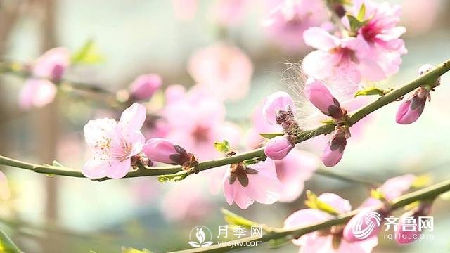 新春伊始花木萌动 齐鲁春色美不胜收(图1)