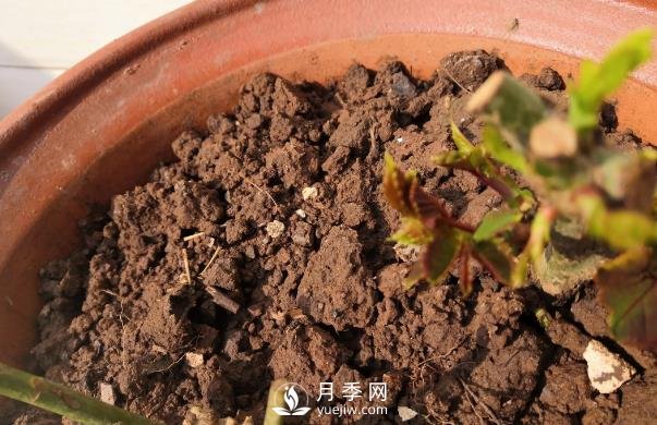 春天是个让人欣喜的季节，一定要养月季花(图2)