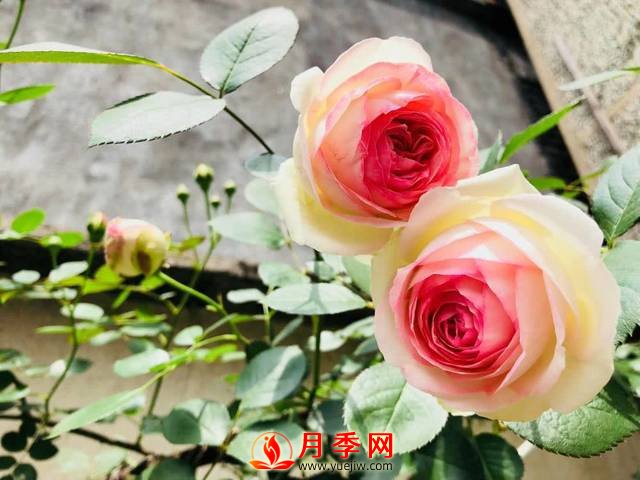 养护月季花这么做，来年繁茂又漂亮！(图1)