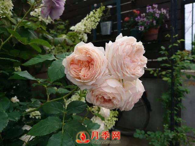 养护月季花这么做，来年繁茂又漂亮！(图2)