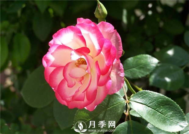 盆栽的月季花，什么情况下需要重剪？(图1)