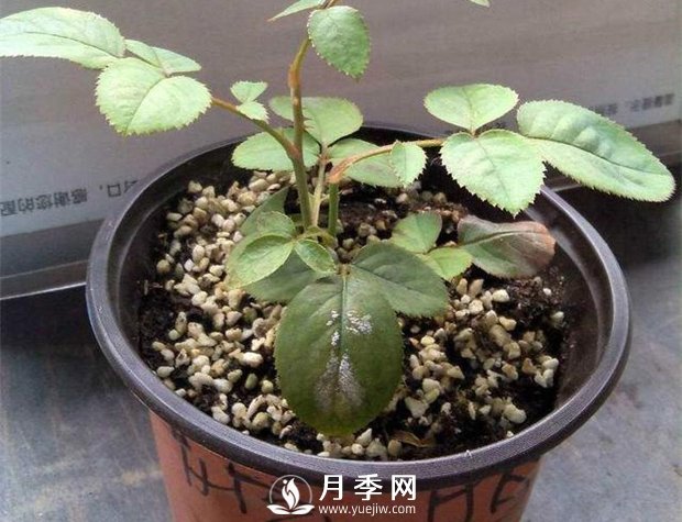 月季花苗怎样栽种：从选品入手到植株处理(图1)