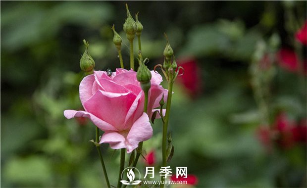 春季要怎样给花卉换盆(图1)