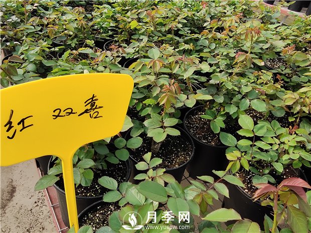 北方封闭阳台能种植树状月季吗？(图1)