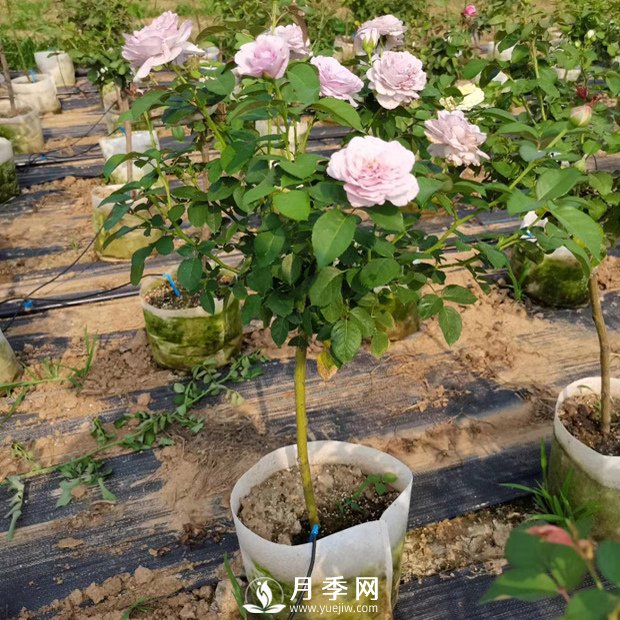 如何种植月季花苗的方法，有需要的朋友千万不可错过哦(图1)